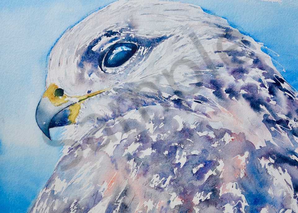 Ingrid The Ferruginous Hawk Art | Amy Tigner Art