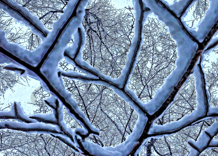 Winters Web|Fine Art Photography by Todd Breitling|Trees and Leaves|Todd Breitling Art
