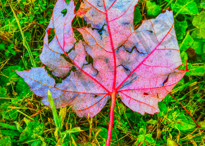Red Leaf in Grass|Fine Art Photography by Todd Breitling|Trees and Leaves|Todd Breitling Art|