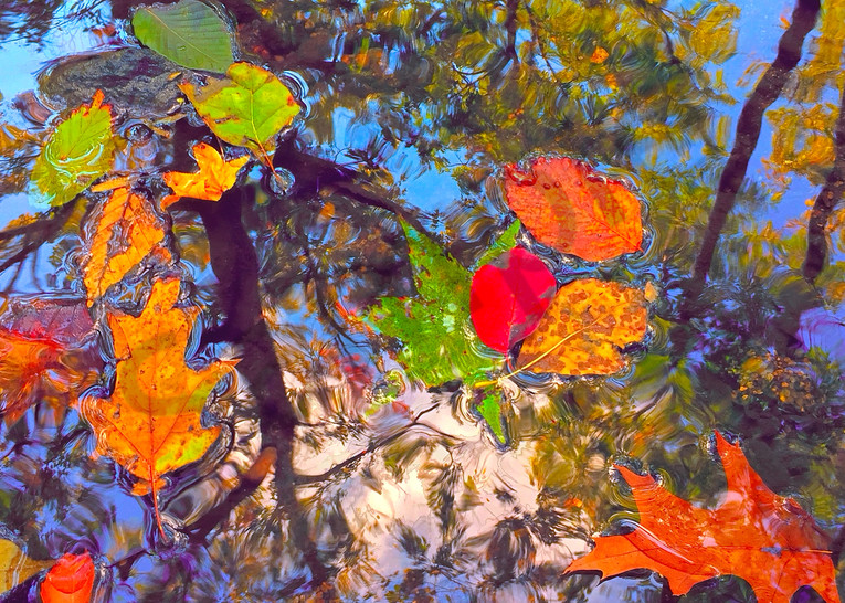 Gently Down The Stream|Fine Art Photography by Todd Breitling|Trees and Leaves|Todd Breitling Art|