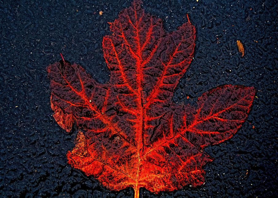 Decaying Leaf On Pavement|Fine Art Photography by Todd Breitling|Trees and Leaves|Todd Breitling Art
