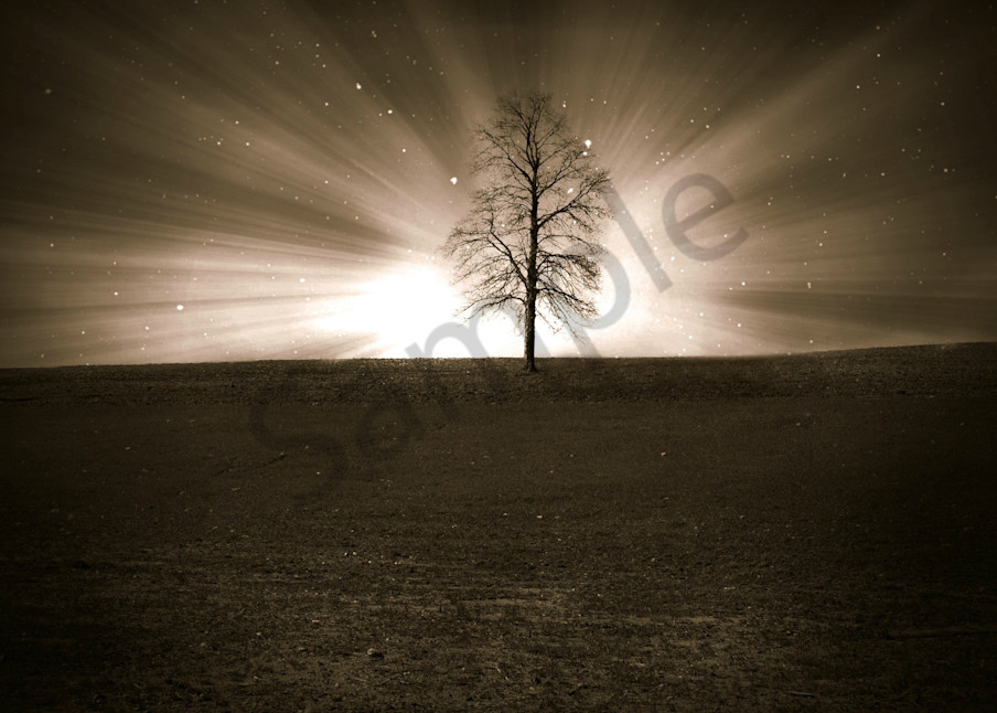 Plume Tree Photography Art | Sage & Balm Photography