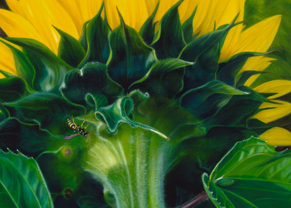Crandell, Sunflowers 2, Scan