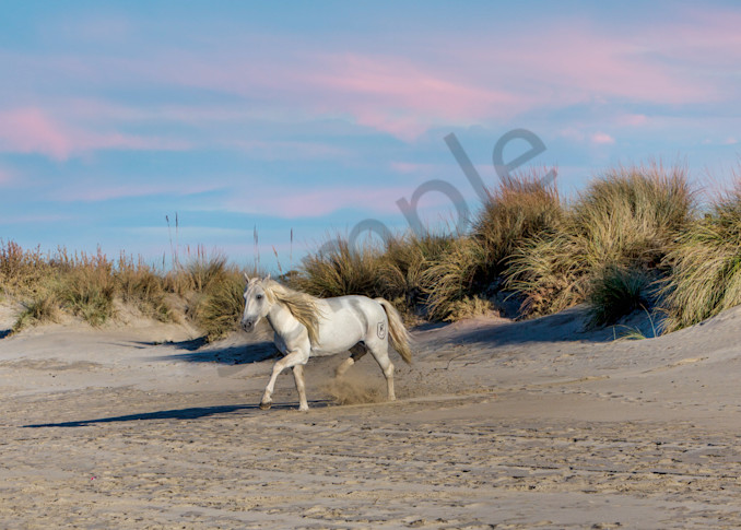 Beach Stallion 0654 Photography Art | Bridget Karam Photography