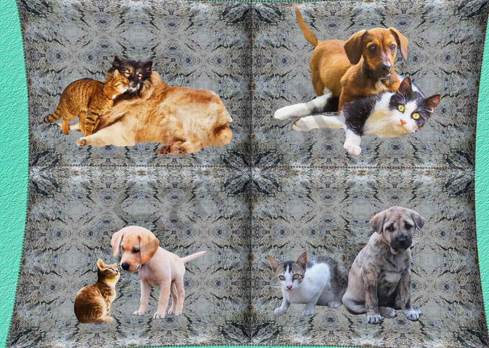 Dogs Loving Cats - The Gallery Wrap Store