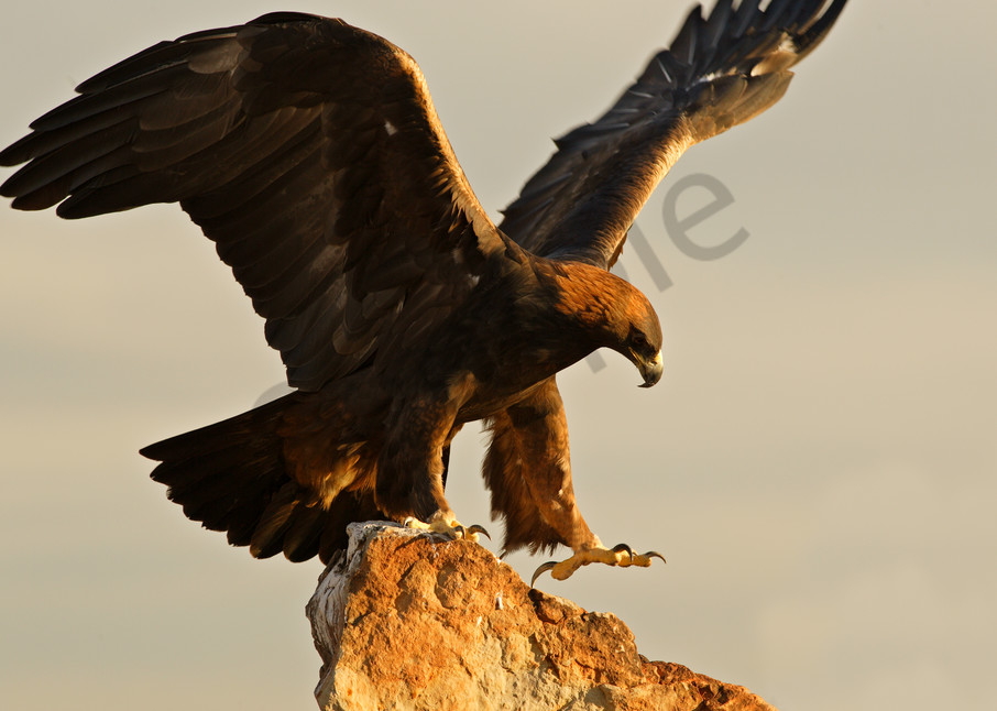Golden Eagle | Robbie George Photography