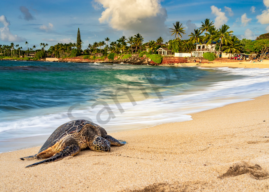 Hawaii Nature Photography | Honu By the Sea by Peter Tang