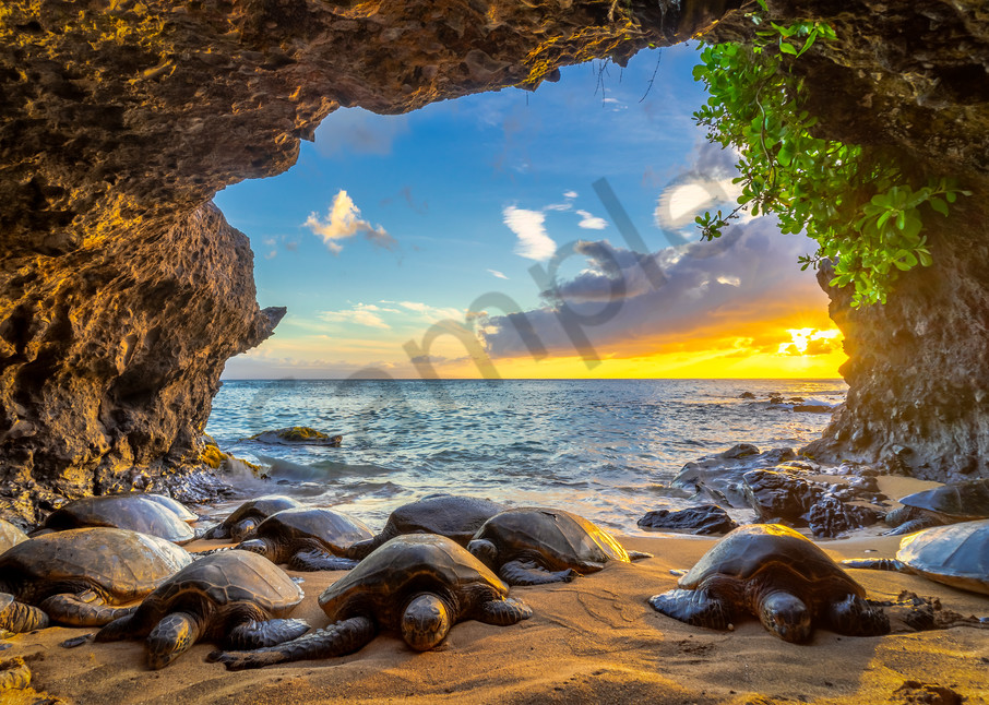Hawaii Nature Photography | Honu Cove by Peter Tang