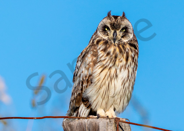Hawaii Nature Photography | Hawaiian Owl by Leighton Lum