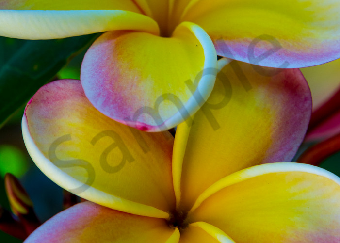Hawaii Florals | Perfect Plumeria Pair by William Weaver