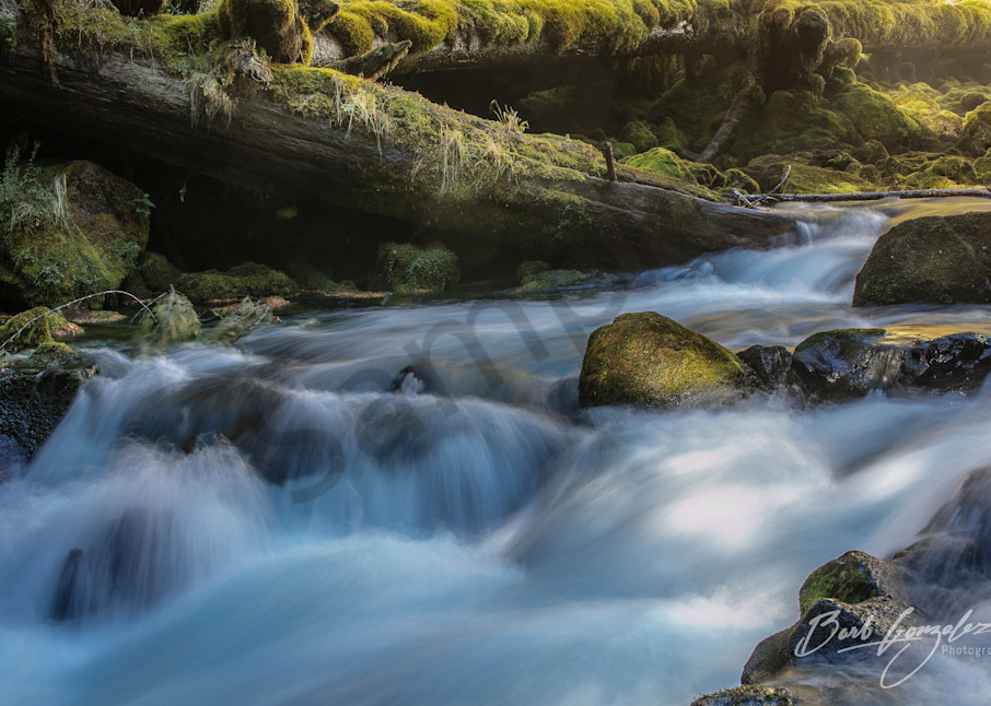 Powerful River over mossy rocks and logs photo for sale by Barb Gonzalez Photography