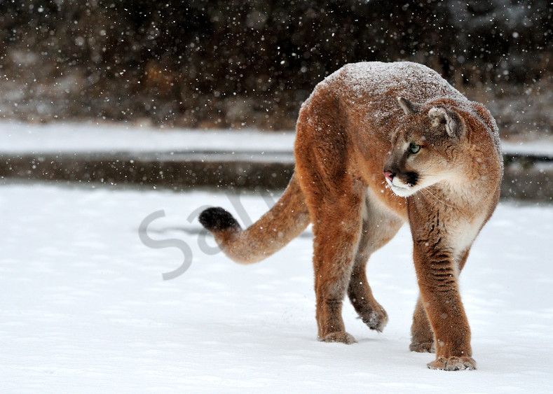 Cougar In Snow Art | Tecshots