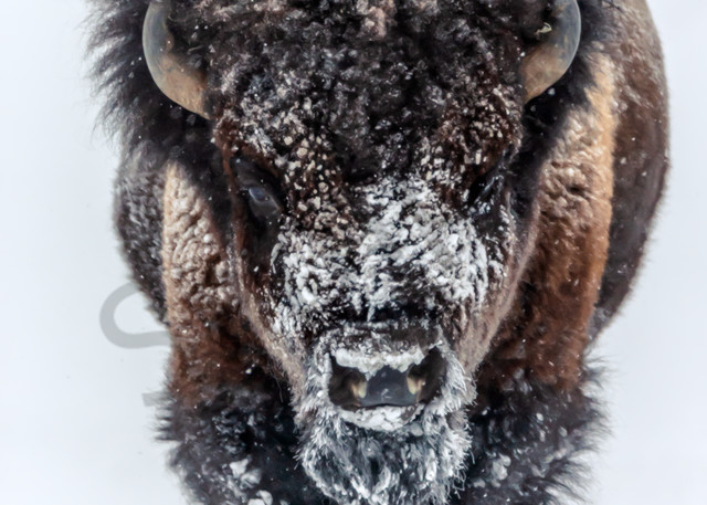 Buffalo | Robbie George Photography