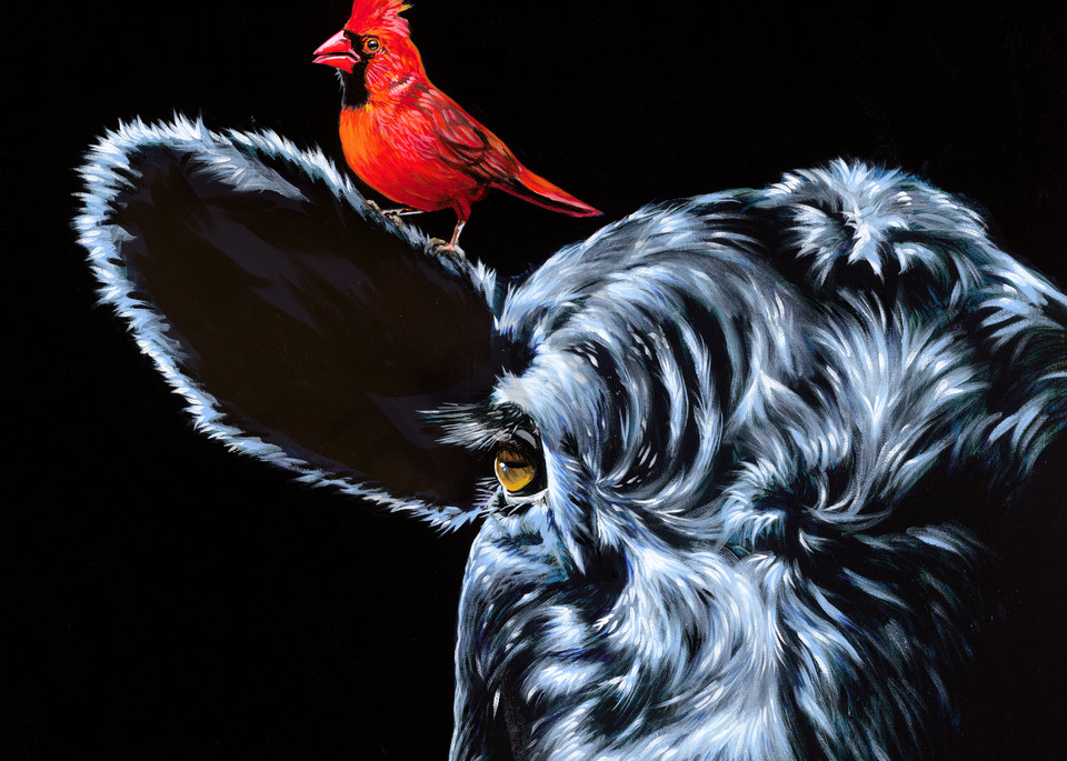 Original painting of a cardinal perched on the ear of a bull, available as art prints.