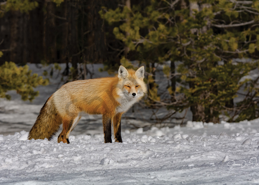  Fox 6138 Photography Art | Swan Valley Photo