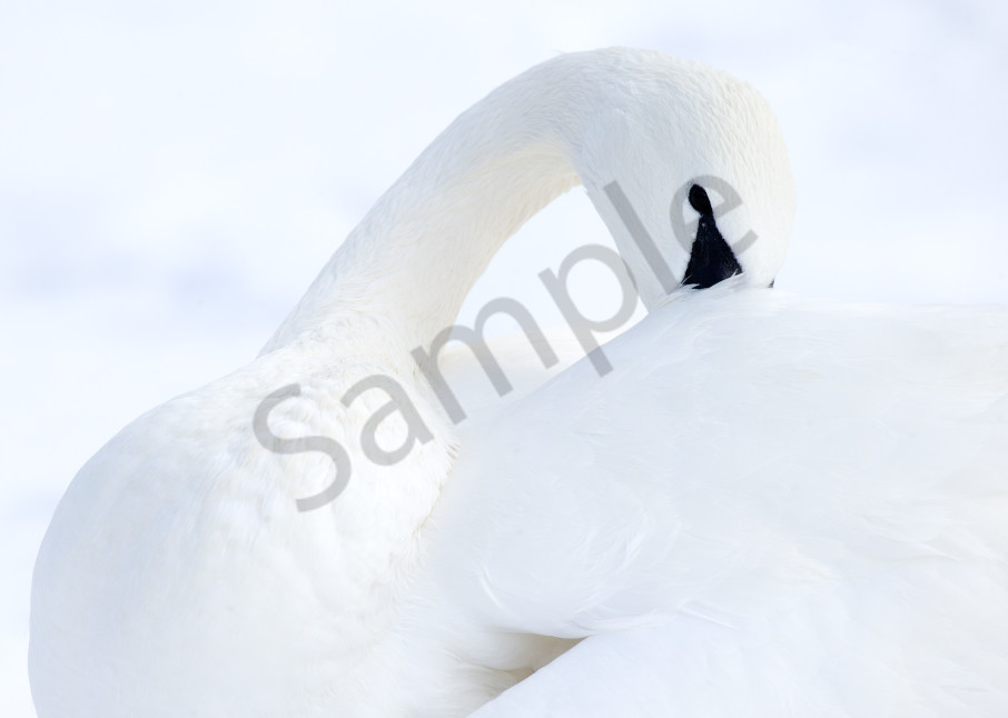 Trumpeter Swan Bird | Robbie George Photography