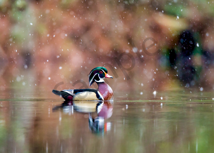 Wood Duck Pictures | Robbie George Photography