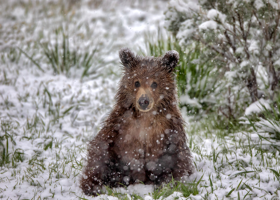 Grizzly Bear Cub | Robbie George Photography
