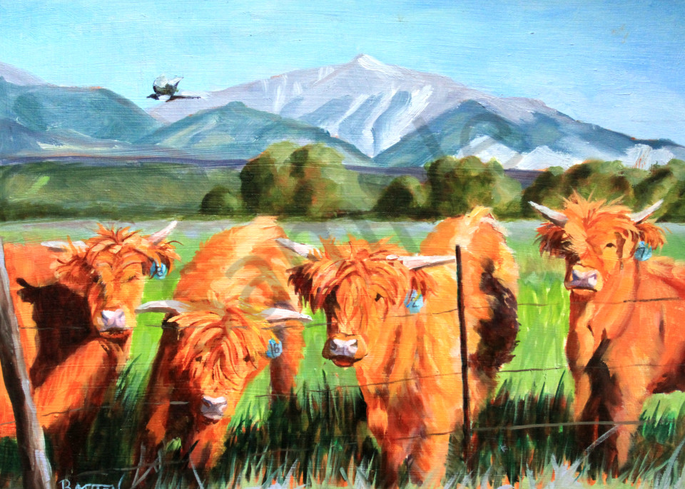 Highland Cows Herd Colorado