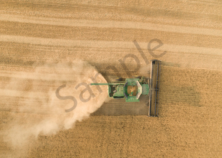 Aerial view of a combine harvesting Soft White wheat in the Palouse region of eastern Washington