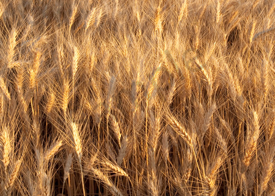 Ripening Soft White Wheat in the Palouse Region of Spokane County, Washington