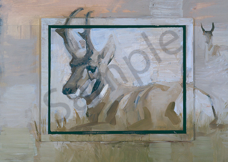 Pronghorn At Rest Art | Mary Roberson