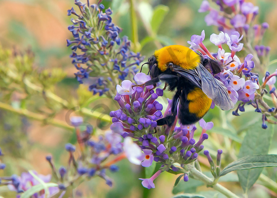 Life's Nectar - Bees are Life, shop art MasonandMasonImages.com