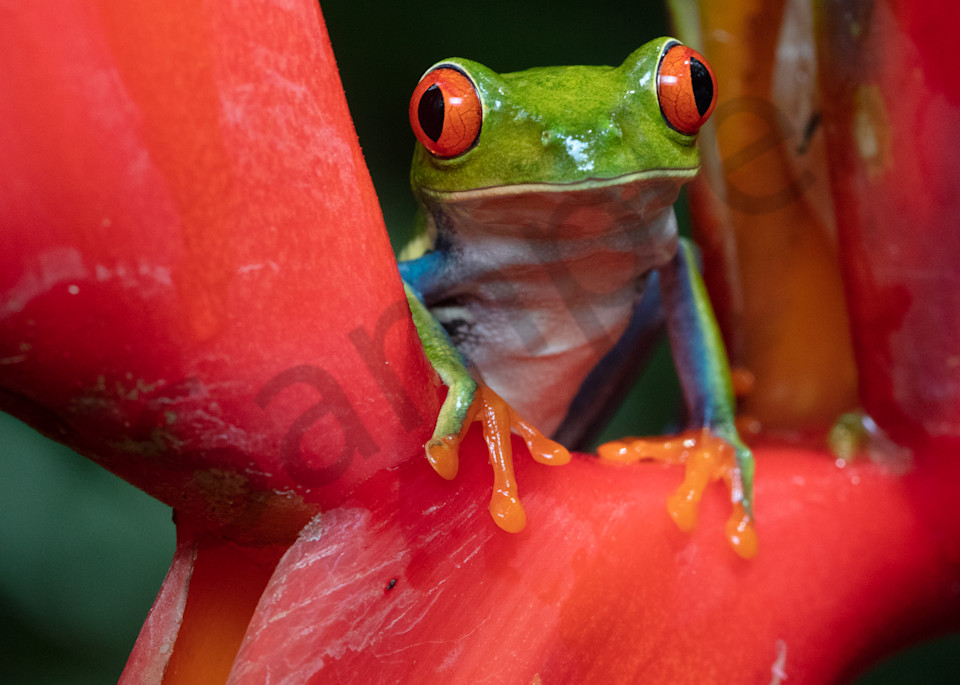 Red Eyed Tree Frog 8 Photography Art | John Martell Photography