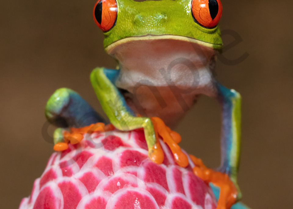 Red Eyed Tree Frog 4 Photography Art | John Martell Photography