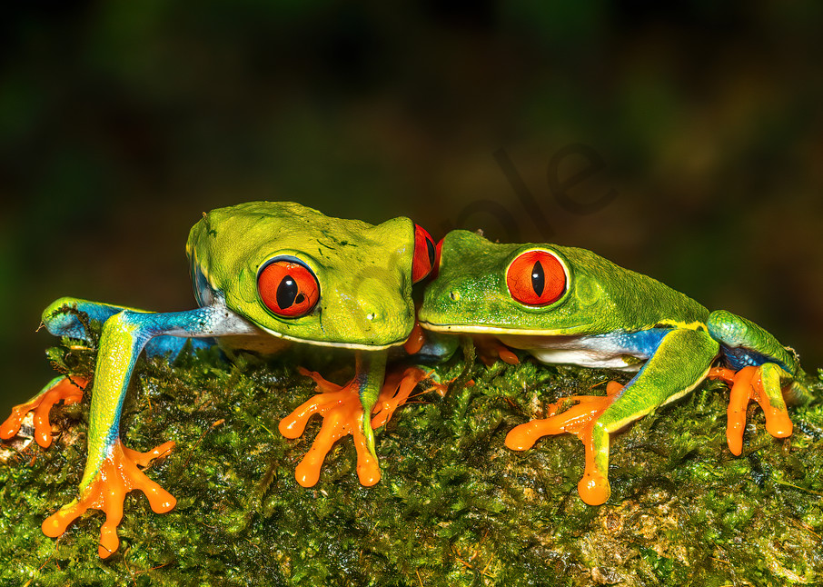 Red Eyed Tree Frog 16 Photography Art | John Martell Photography