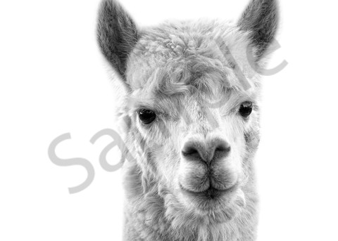 Alpaca My Bags Photography Art | Beth Houts Photography
