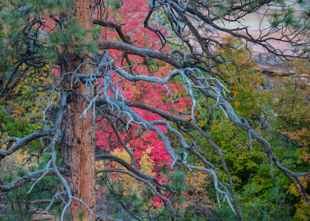 Some of the bright Fall colors hidden in Zion National Park