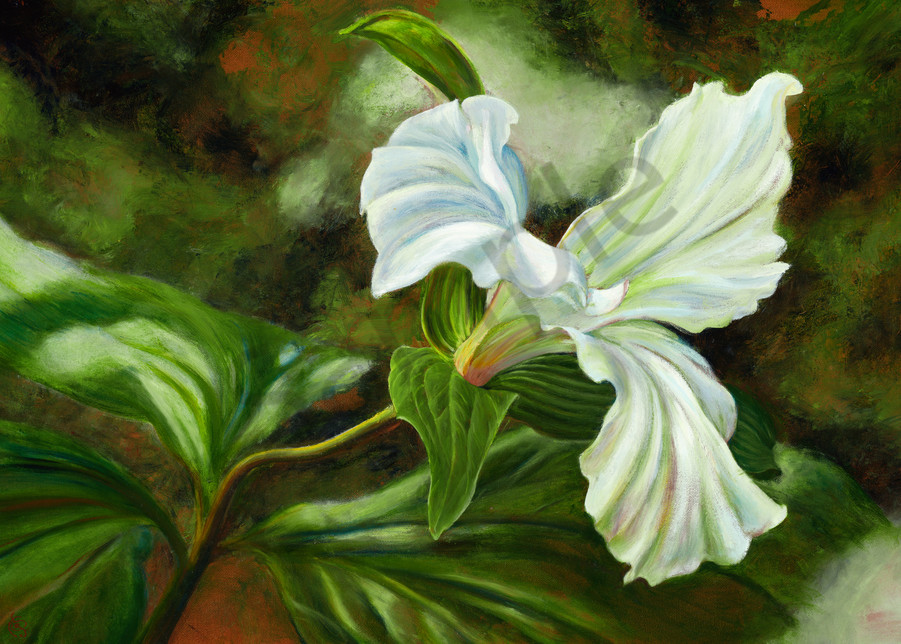 Three Petal Trillium Wildflower Oil Painting & Prints