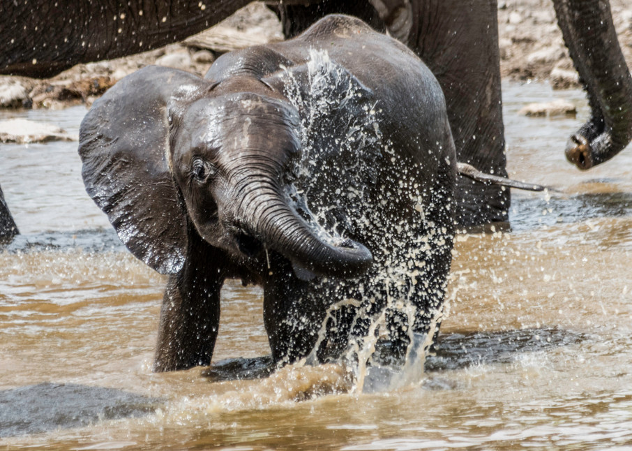 Baby elephant splashing water