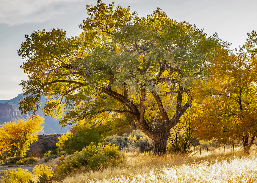 Beauty Of Trees Photography Art | Mason & Mason Images