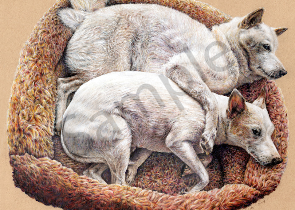 Colored Pencil Drawing - Dog Bed Snuggles