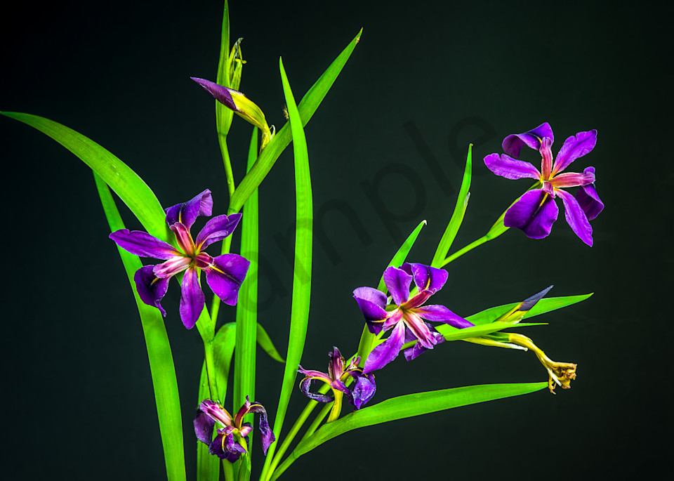 Spring Iris Photography Art | Kim Bova Photography