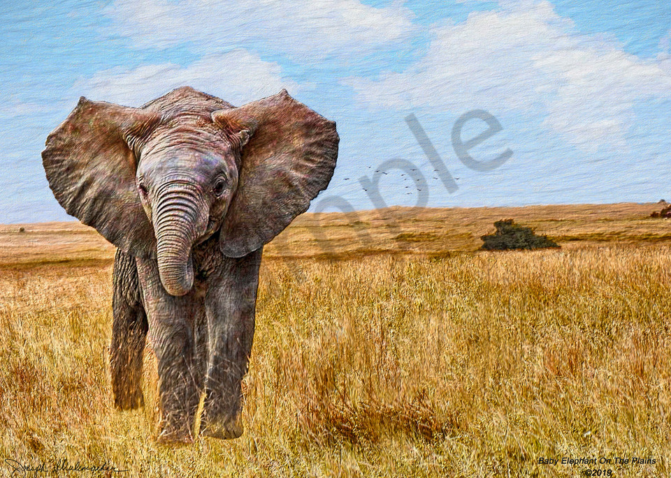 Baby Elephant On The Plains - The Gallery Wrap Store