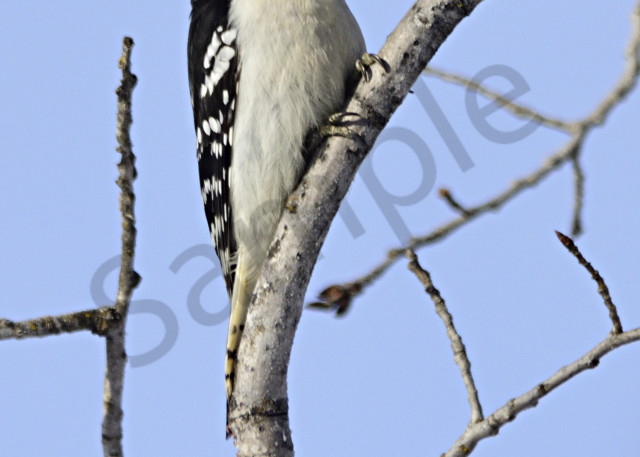 Downy Woodpecker Art | LHR Images