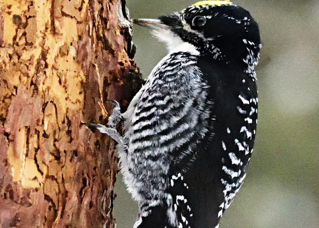 Male 3 Toed Woodpecker Art | LHR Images