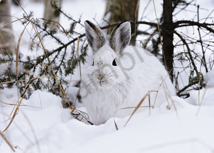Snow Shoe Hare Photography Art | LHR Images