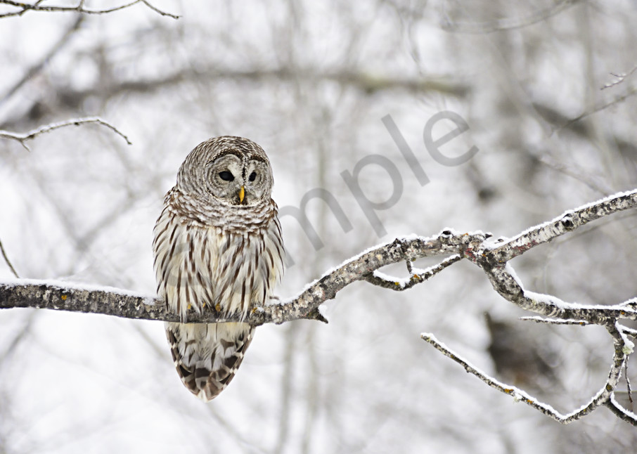 Barred Owl Art | LHR Images