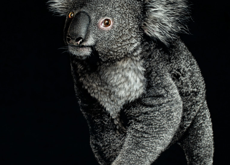 the koala