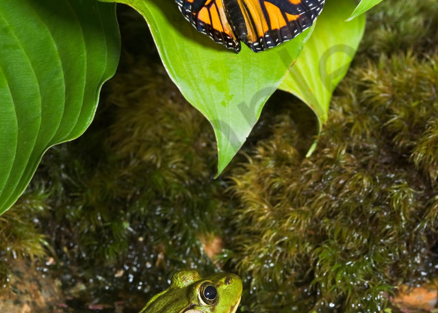 Monarch Butterfly (Danaus plexippus) lands on leave to drink water drops while Green Frog (Rana clamitans melanota) watches from water for opportunity to attack.  Summer. Nova Scotia, Canada.