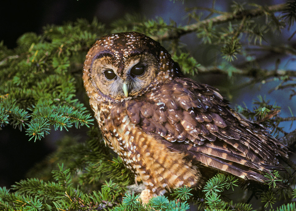 Spotted Owl (Strix occidentalis), Pacific N.W.