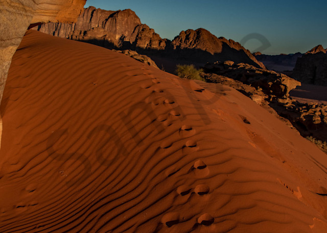 Wadi Rum dune fox tracks