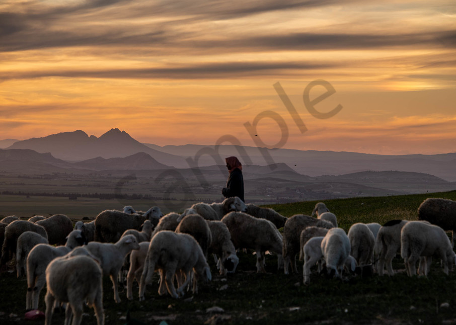 Herding sheep at sunset