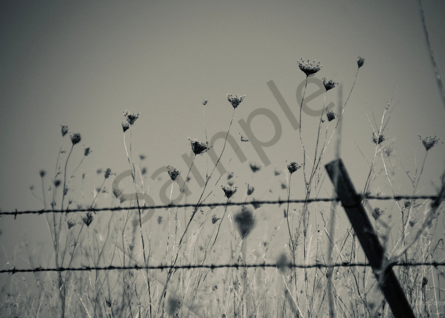 Queen Ann's Lace and Barbed Wire Fences Remind us of Quiet Places 