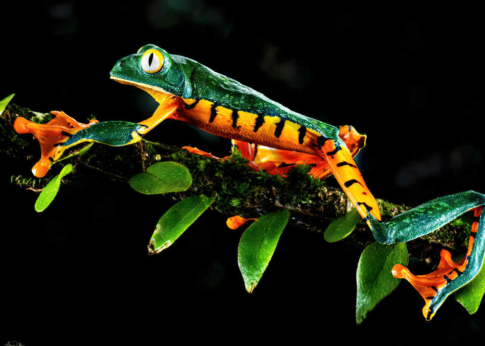 Splendid Tree Frog Photography Art | Feather Flare Photography