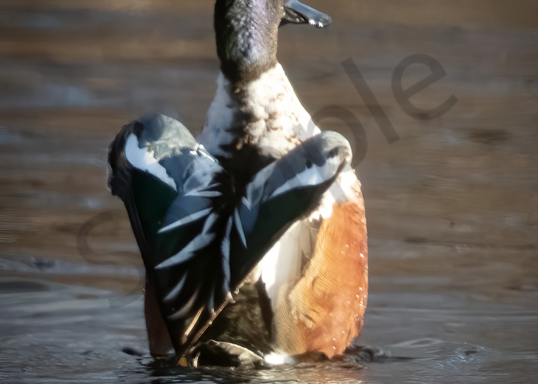 Heart Winged Duck Photography Art | Barb Gonzalez Photography